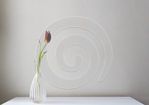 Dying dark red tulip in glass vase