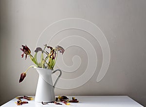 Dying dark red tulip in white jug on table