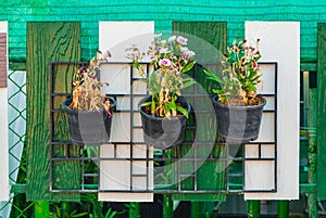 Dying Dianthus Flowers, Hanging on Fence