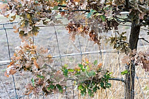 Dying dried out oak due to climatic crisis