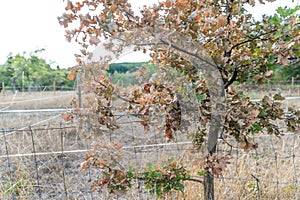 Dying dried out oak due to climatic crisis photo