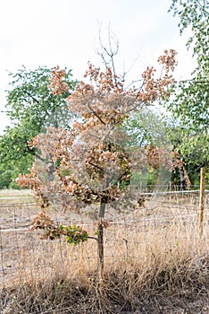 Dying dried out oak due to climatic crisis