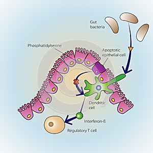 Dying epithelial cells