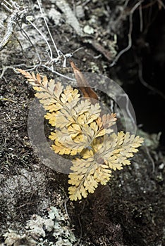 Dying fern plant close up on the rock of tropical forest floor