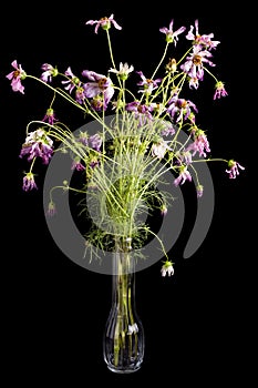 Dying Flowers in Vase