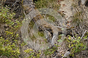 Dying forests due to senseless clearing in the forest