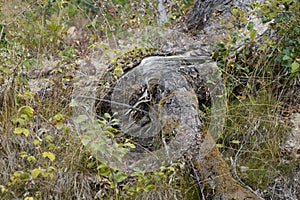 Dying forests due to senseless clearing in the forest