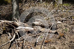 Dying forests due to senseless clearing in the forest