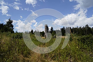 Dying forests due to senseless clearing in the forest