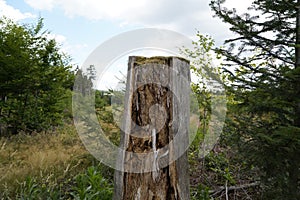 Dying forests due to senseless clearing in the forest