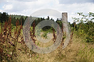 Dying forests due to senseless clearing in the forest photo