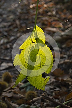 Backlit leaves hanging from a branch in the woods photo