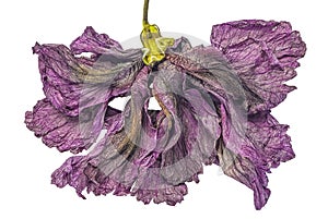 Dying Hibiscus