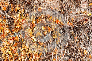 Dying ivy on a wall