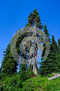 Dying old evergreen surrounded by younger healthy trees at the tree line of Paradise area in Mt. Rainier National Park, WA