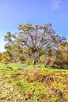 Dying old lonely tree in the middle of nowhere