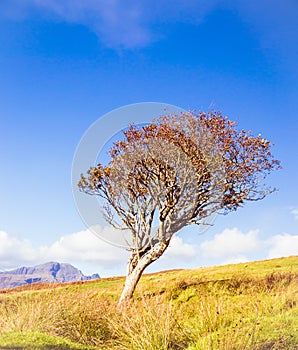 Dying old lonely tree in the middle of nowhere