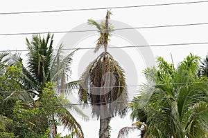 Dying palm tree