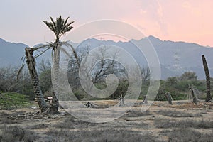 Dying Palm Trees In The Desert