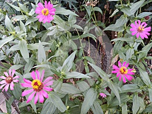 The dying Paper Flowers Cycle