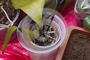 A dying phalaenopsis in a pot. Yellowing leaves and drying orchid roots