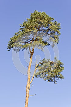 Dying pine tree