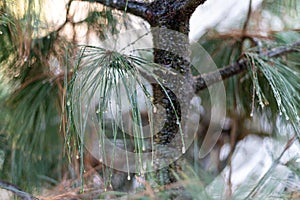 Dying pine tree due to tree disease