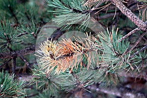 Dying pine tree needles turned red