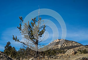 Dying Pine Tree in Rocky Mountains