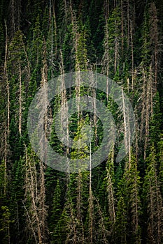 Dying Pine Trees Stand Among The Green Of New Growth