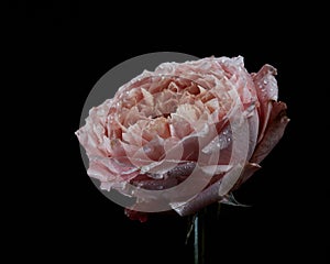 Dying pink flower Ranunculus with water drops isolated on black background
