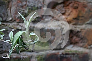 Dying plant against brick wall