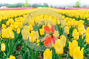 Dying red orange tulip amongst a field of yellow blooming tulips in springtime. On a flower farm tourist attraction. Blurry