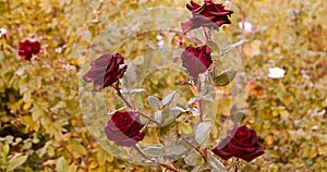 Dying red roses in rosegarden in autumn