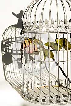 Rose in birds cage