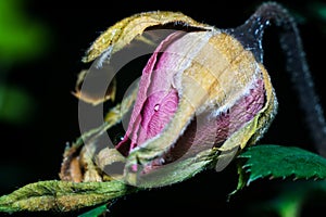 Dying Rose Bud