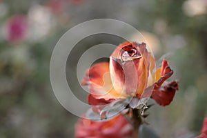 Dying rose in garden shot with copyspace. Red and orange rose flower drying on steam in autumn garden. A lot of space