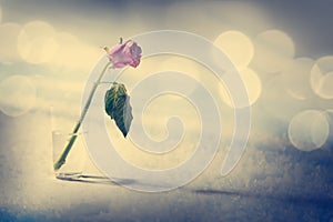 Dying Rose on the Snow Background