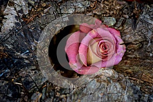 Dying Rose in Tree Stump