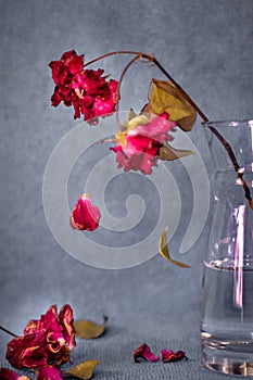 Dying rose on a vase