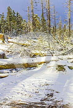 Sterben silber Wald es hat geschneit berg deutschland 