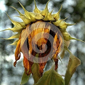 Dying Sunflower