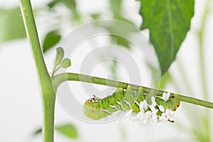 Dying tobacco hornworm with Cotesia congregatus parasites