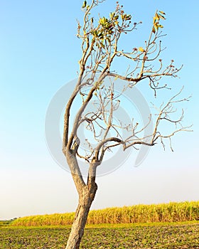 A Dying Tree