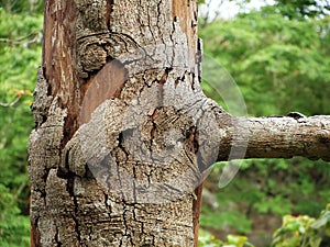 Dying Tree photo