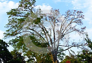 Dying tree in early summer