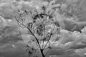 Dying Tree Silhouette