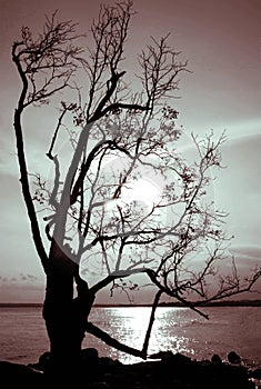 Dying Tree Silhouette