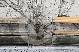 Dying tree on wall between rest wooden retro chair in early of winter season at public park, ancient peaceful situation