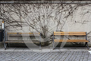 Dying tree on wall between rest wooden retro chair in early of winter season at public park, ancient peaceful situation